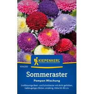 Kiepenkerl Sommeraster Pompon Mischung, mehrfarbige Blüten als Schnittblumen.