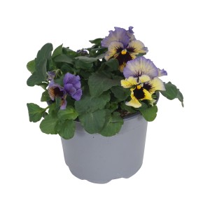 GROW by OBI Stiefmütterchen Orchid im Topf, lila-gelbe Blüten. Frühjahrsbepflanzung für Beet und Balkon.