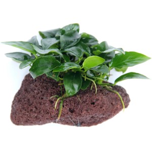Dennerle Aquariumpflanze Anubias Nana auf Stein, grüne Blätter. Dekorative Wasserpflanze für Aquarien.