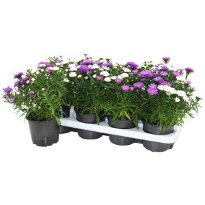 Glattblatt-Aster 'Aster novi belgii trio' im Topf, dreifarbig (lila, rosa, weiß).