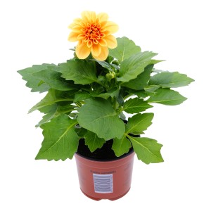 Orange Dahlie im Topf (Topf-Ø ca. 10,5 cm). Blühende Staude für Balkon, Terrasse und Garten.