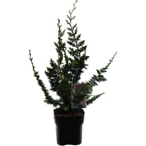 GROW by OBI Zypresse "Teddy Bear" Höhe ca. 15 - 20 cm Topf ca. 2 l