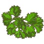 Frische, grüne, krause Bio-Petersilie im Topf (ca. 12cm). Ideal zum Würzen und Dekorieren von Speisen.