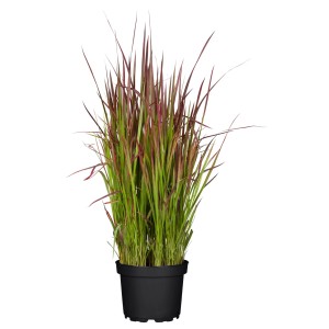 Gräser Mix  T19