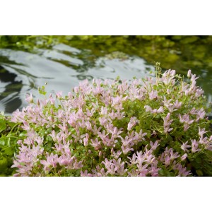 Zarter Gauchheil Rosa-Pink (Anagallis tenella) im Topf, eine seltene Teichpflanze.