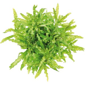 Dennerle Plants Pogostemon Helferi Aquariumpflanze, grüne Vordergrundpflanze mit gewellten Blättern.