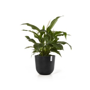 Dunkelgrauer Ecopots Pflanztopf Oslo, 45 cm, mit grüner Pflanze. Ideal für Innen- und Außenbereich.