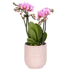 Schmetterlingsorchidee Rosa-Pink Topf-Ø ca. 9 cm Phalaenopsis multiflora