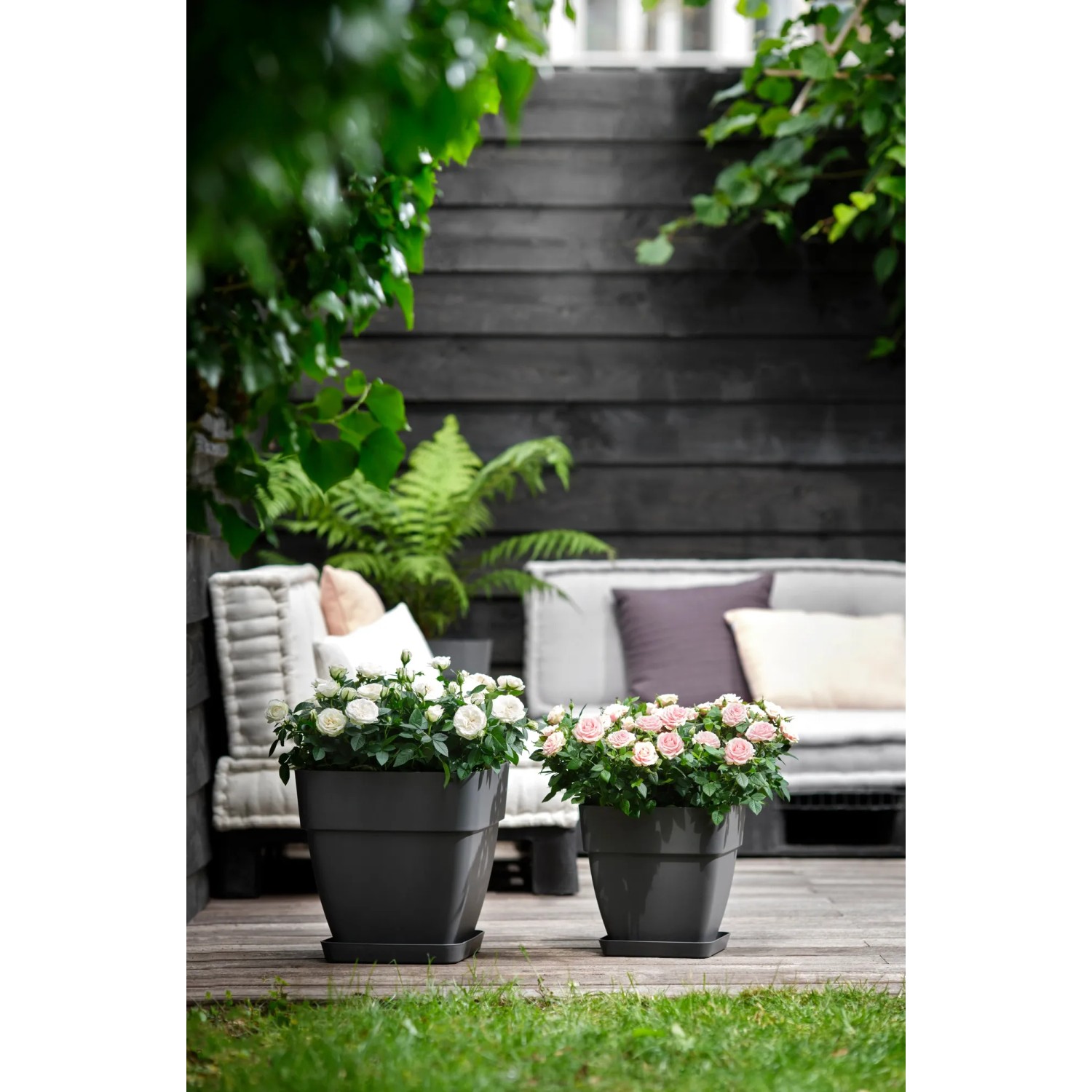 Anthrazitfarbene, viereckige Elho Vibia Campana Pflanzkübel mit Rosen auf einer Holzterrasse.