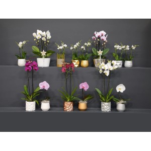 Verschiedene Schmetterlingsorchideen (Phalaenopsis) in Töpfen mit unterschiedlichen Farben und Designs.