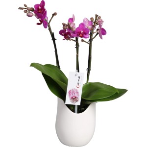 Schmetterlingsorchidee mit 3 Trieben im weißen Keramiktopf (ca. 9 cm Ø)