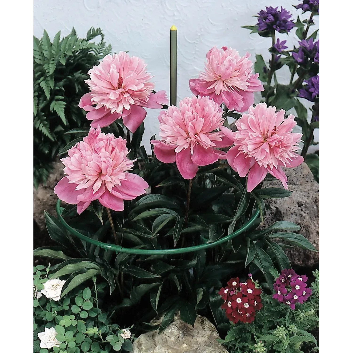blumenständer gold depot Blumenständer Gold Pflanzenständer für drinnen Moderner Blumenständer in  Groß-Wehomz – WEHOMZ