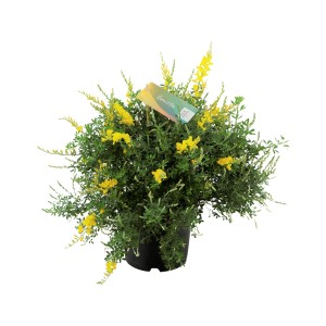Ginster 'Ginster Gelb' im Topf, ca. 40cm hoch. Sommerpflanze mit leuchtend gelben Blüten.