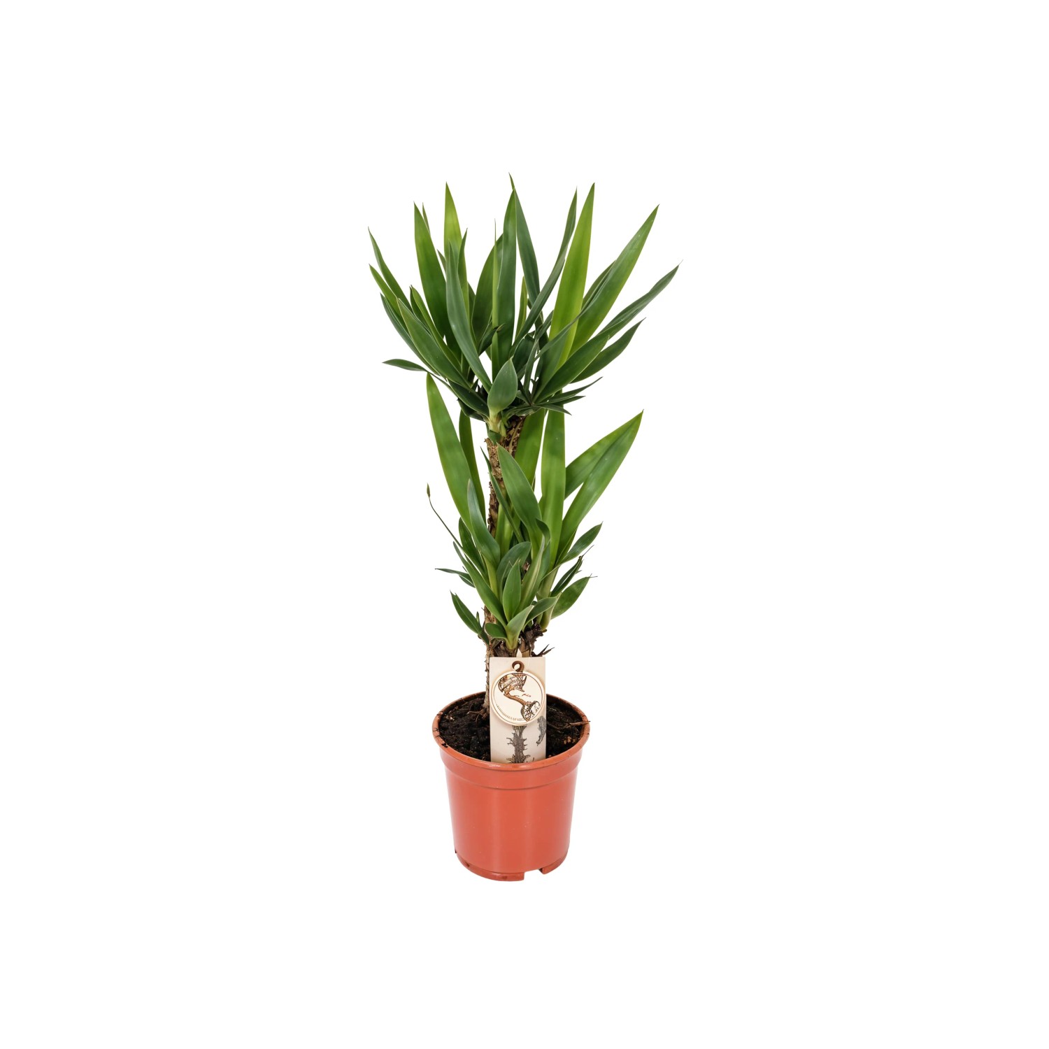 zeylanica snake plant 8" Sansevieria Zeylanica