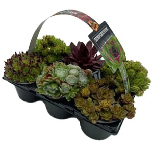 6-fach sortierte Hauswurz (Sempervivum) im schwarzen Tray mit verschiedenen Farben und Formen.