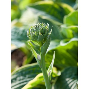 Junge, grüne Funkie (Hosta) mit weiß-bunten Blättern im Topf, Detailaufnahme.