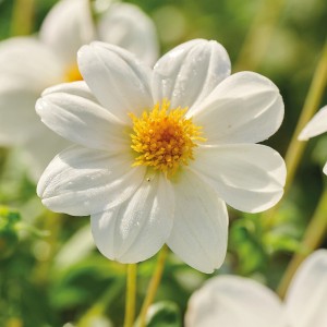 Weiße Dahlie "Sneezy" von GROW by OBI, ca. 35 cm hoch. Charmante Blumenzwiebel für Garten und Topf.