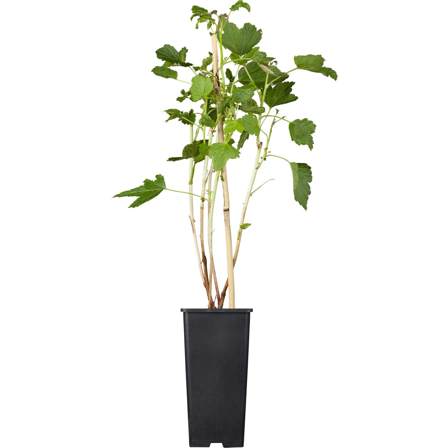 GROW by OBI Schwarze Johannisbeere "Titania" ca. 40 60 cm Ribes