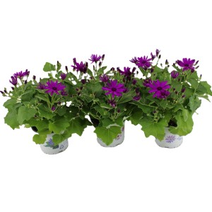 Greiskraut in Lila im Topf, ca. 20-35cm hoch, ideal für die Frühjahrsbepflanzung.