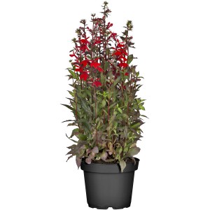 Lobelie im Topf, rote Blüten, ca. 19 cm Topf-Durchmesser. Dekorative Kübelpflanze.