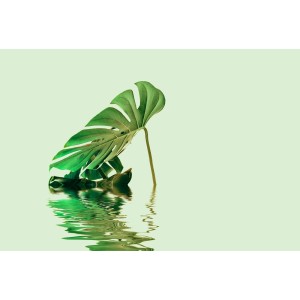 Fototapete Palmen Blätter Monstera Wasser Grün Blau  4,00 m x 2,70 m FSC®