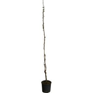 GROW by OBI Weinrebe "Blau und Weiss" Höhe ca. 150 - 175 cm Topf ca. 5 l Vitis