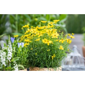 Gelb-goldenes Mädchenauge (Coreopsis grandiflora) im Topf, üppige Blütenpracht.