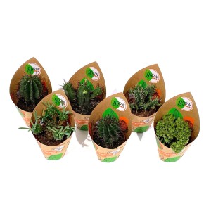6er-Set GROW by OBI Euphorbia Mix im Topf, verschiedene Kakteen-Sorten.