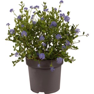GROW by OBI Säckelblume Höhe ca. 40 cm Topf 2,8 l Ceanothus impressus Victoria