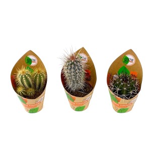 GROW by OBI Kaktus, 3-fach sortiert im Topf, verschiedene Kakteenarten.