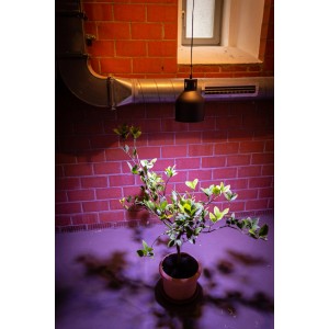 Parus LED-Pflanzenlampe Winter 18W E27 beleuchtet Zitruspflanze im Topf vor Backsteinwand.