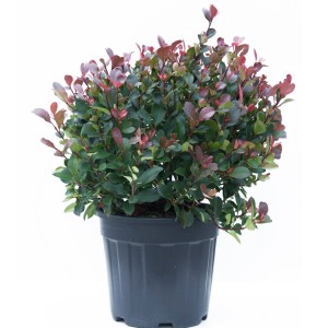 Glanzmispel Little Red Robin im Topf, ca. 25-30 cm hoch, mit roten und grünen Blättern.