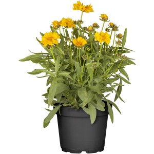 Großblumiges Mädchenauge im Topf, gelbe Blüten. Coreopsis als Kübelpflanze für sonnige Standorte.