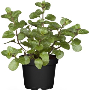 OBI Bio-Pfefferminze im Topf (Ø 12cm) mit grünen Blättern.