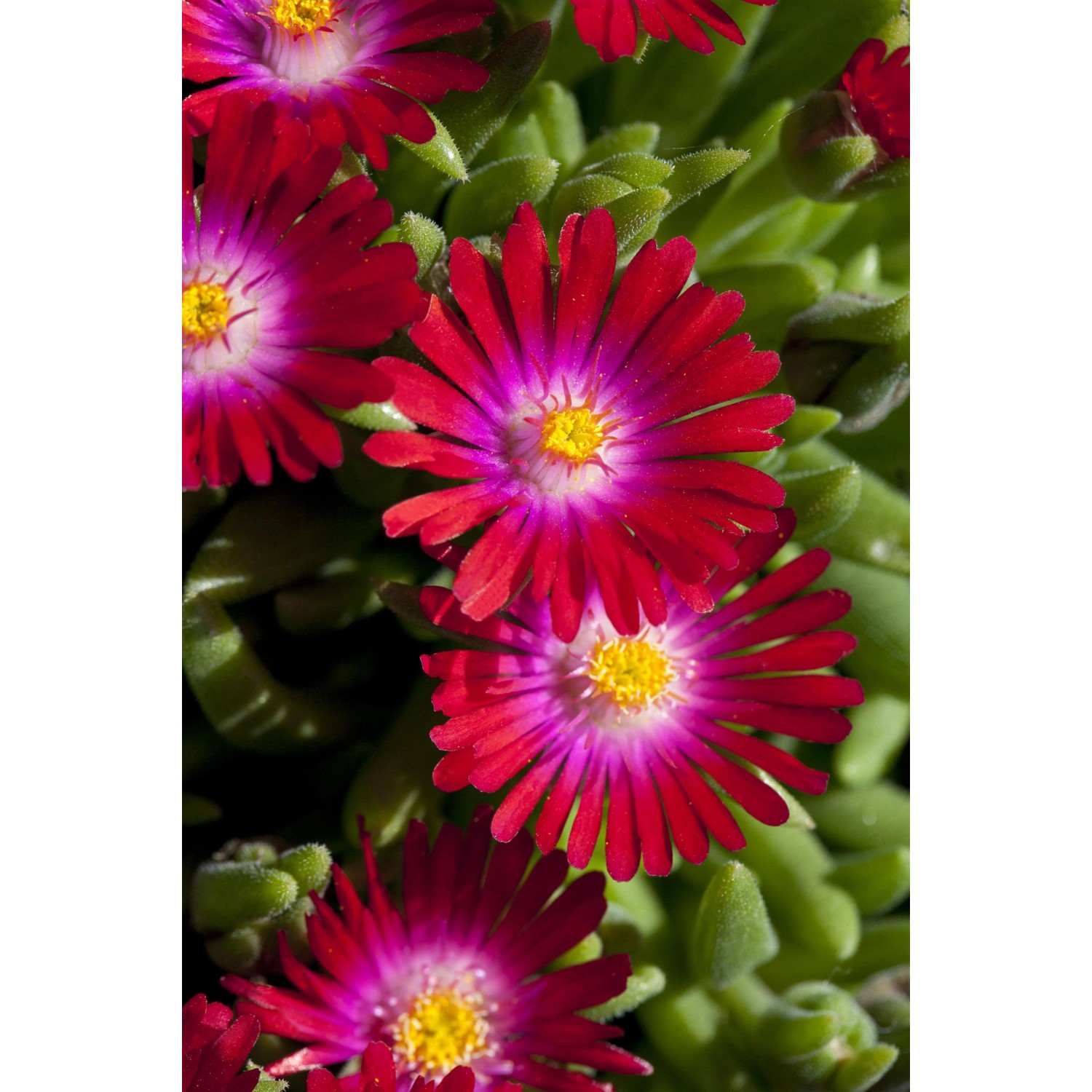 Nahaufnahme der Mittagsblume "Jewel" mit roten Blüten und gelber Mitte, Höhe 15-20 cm.