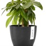 Ecopots Blumentopf Stockholm, dunkelgrau, 16 cm, mit Pflanze. Ideal für Innen- und Außenbereich.