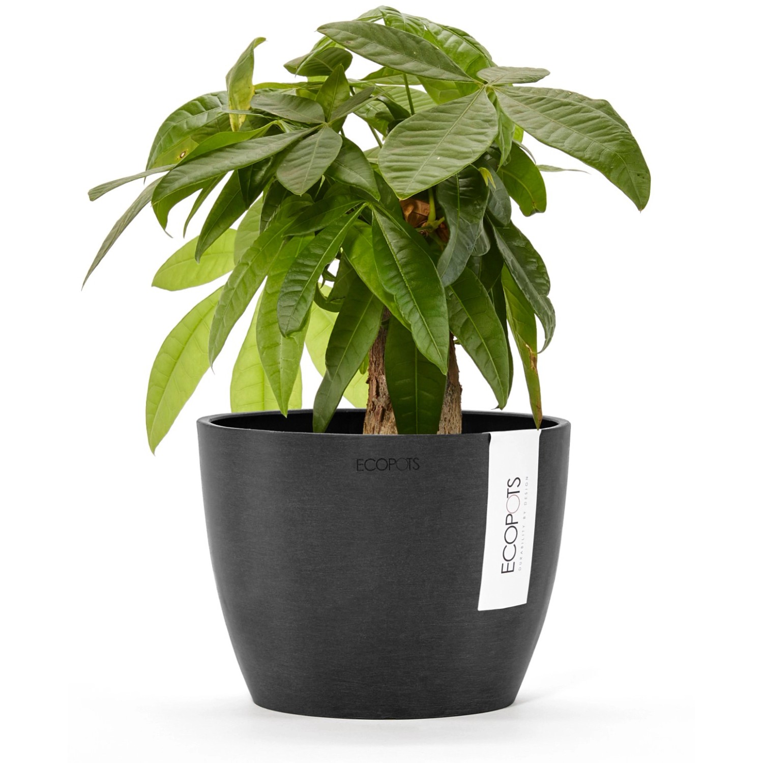 Ecopots Blumentopf Stockholm, dunkelgrau, 16 cm, mit Pflanze. Ideal für Innen- und Außenbereich.