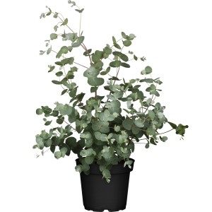 Eukalyptus (Eucalyptus gunnii) im Topf, ca. 13 cm Durchmesser. Winterharte Balkon- und Terrassenpflanze.