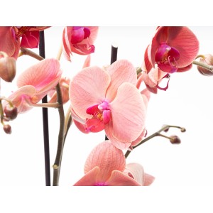 Schmetterlingsorchidee Asian Coral mit korallenfarbenen Blüten im Topf, ca. 60-70 cm hoch.