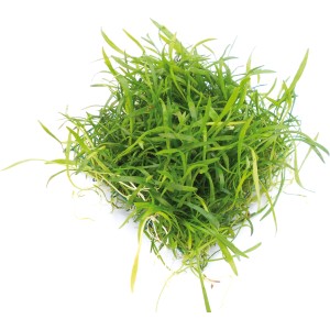 Dennerle Aquariumpflanze Lilaeopsis Brasiliensis, grasartige Vordergrundpflanze im 9x9cm Pad.