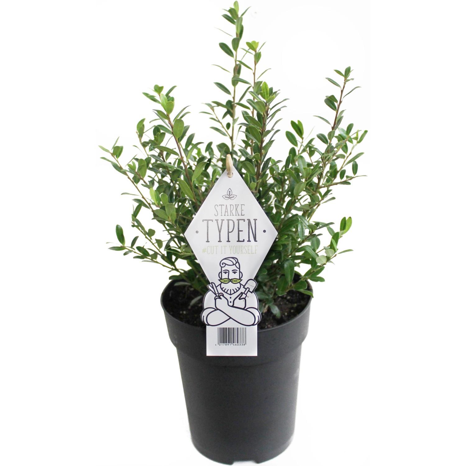Japanische Stechpalme "Starke Typen" Busch Topf ca. 1,5 l Ilex crenata