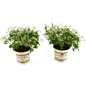 Zwei Grow by OBI Diamond Frost Hängepflanzen im Topf, weiße Blüten und grüne Blätter.