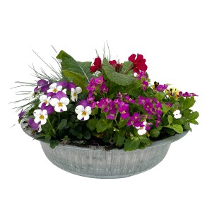 Frühblüher-Arrangement im Zink-Gefäß mit Veilchen, Primeln und mehr. Bepflanzte Schale für den Frühling.