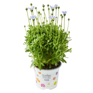 Blaue Kapaster Topf-Ø ca. 10,5 cm Felicia amelloides