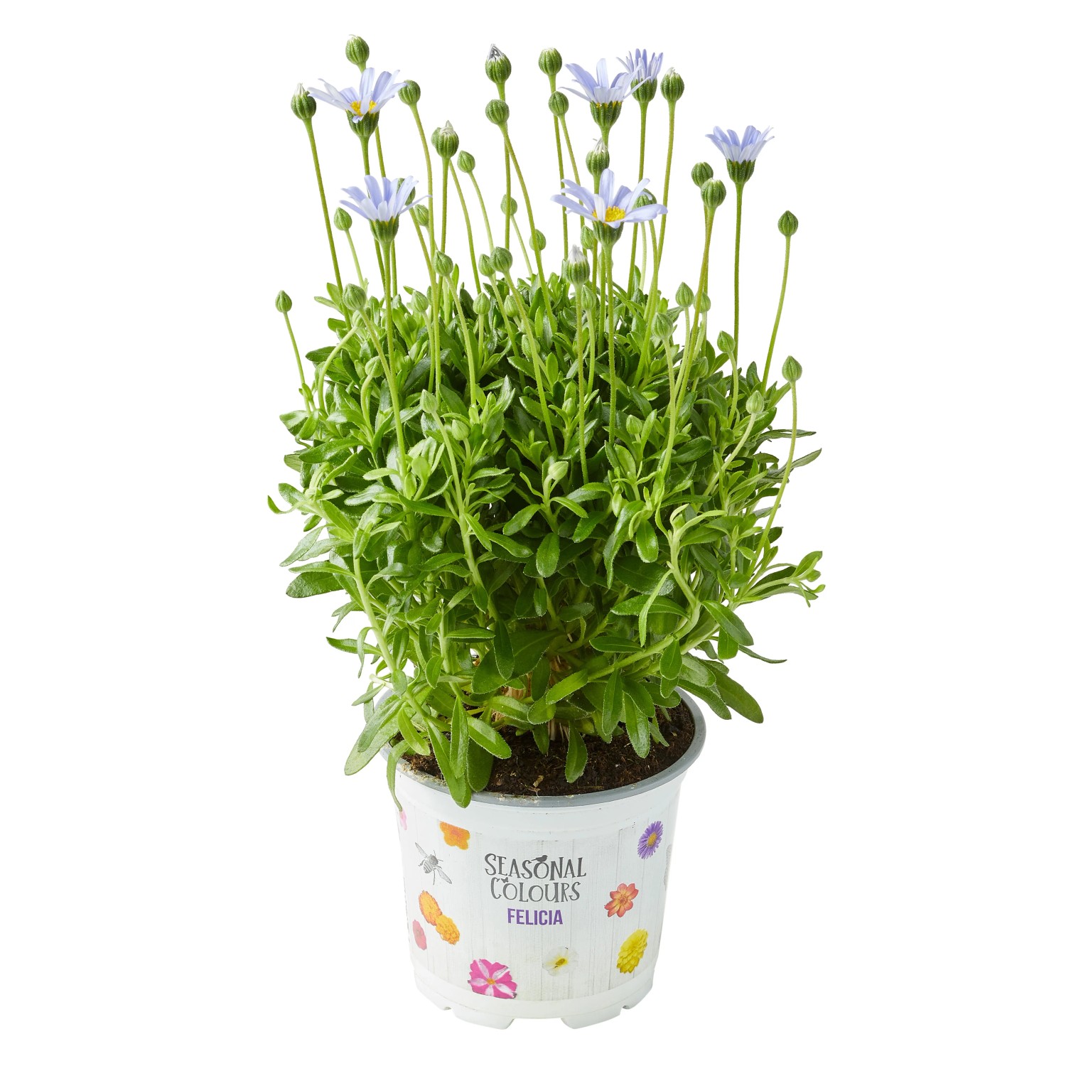 Blaue Kapaster Topf- ca. 10,5 cm Felicia amelloides kaufen bei OBI
