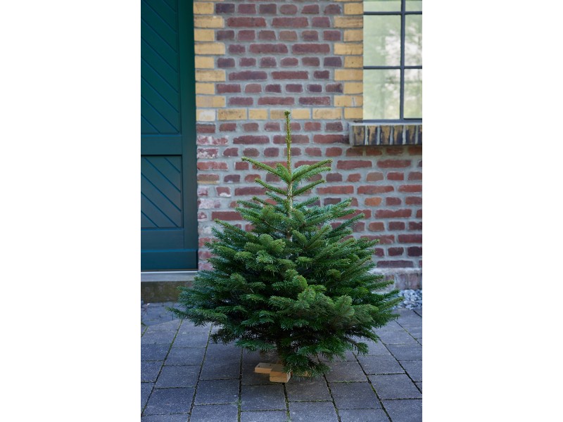 Holzkreuz OBI Echte cm bei kaufen Nordmanntanne auf 110 - 80 Weihnachtsbaum