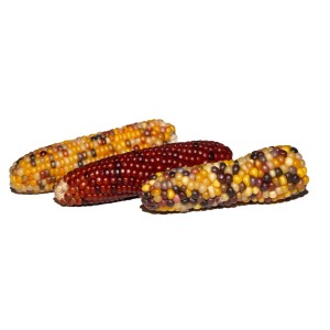 Ziermais Farbenauswahl, bunte Maiskolben als Herbstdeko für Trockenblumenarrangements.