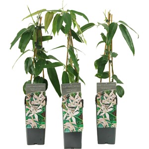 Armands Waldrebe "Apple Blossom" Höhe ca. 40-60 cm Topf ca. 2l Clematis armandii