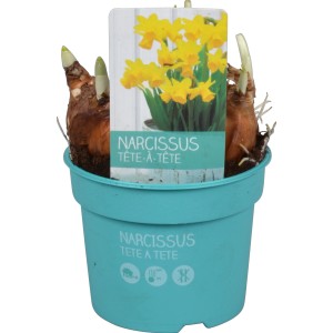 Gelbe Narzisse 'Tête-à-Tête' im Topf (ca. 9 cm Ø) für die Frühjahrsbepflanzung.