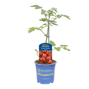 Kiepenkerl Tomate "Gourmelito" Topf-Ø ca. 10,5 cm Solanum lycopersicum